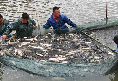 县水产站到马蹄沟镇龙水源生态农场实地调研春季渔业产量情况
